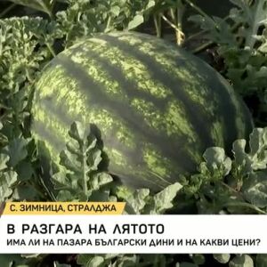 Снимка: Каква е цената на динята?