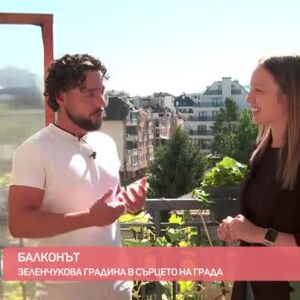 Снимка: Трудно ли се отглеждат домати на балкона?