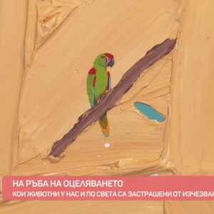 Снимка: Кои животни у нас и по света са застрашени от изчезване?