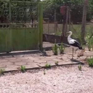 Снимка: Хора помагат на малък щъркел да полети отново