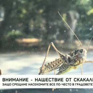 Снимка: Нашествие на скакалци! Защо срещаме насекомите все по-често в градовете?