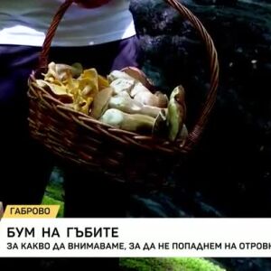 Снимка: Бум на гъбите: За какво да внимаваме, за да не попаднем на отровни?