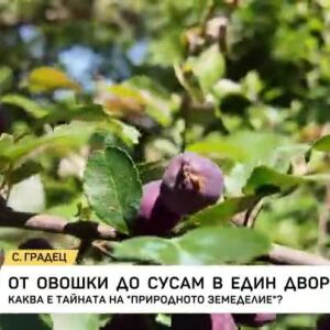 Снимка: От овошки до сусам в един двор