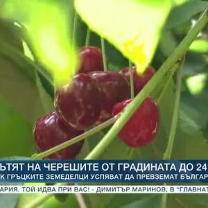 Снимка: Пътят на черешите