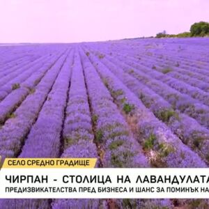 Снимка: Чирпан - столица на лавандулата