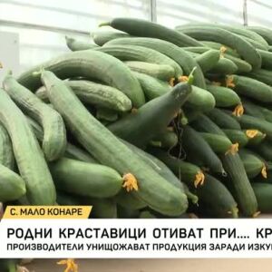 Снимка: Родни краставици отиват при... кравите