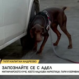Снимка: Запознайте се с кучето Адел
