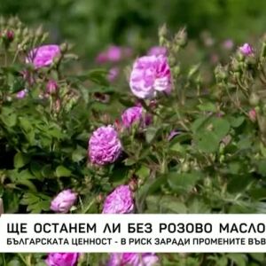 Снимка: Ще останем ли без розово масло?