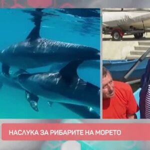 Снимка: На морето: Рибари и делфини в конкуренция за рибата