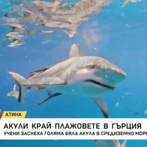 Снимка: Акули край плажовете в Гърция