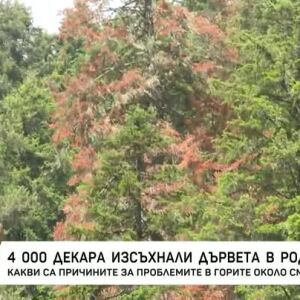 Снимка: 4000 декара изсъхнали дървета в Родопите