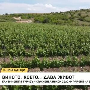 Снимка: Всяка лозова редица носи историята на един род