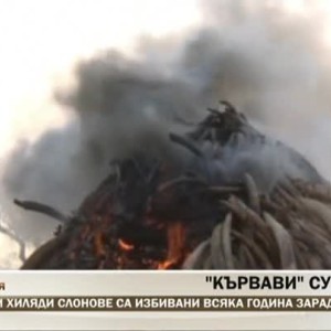 Снимка: "Кървави" сувенири