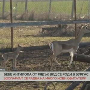 Снимка: Бебе антилопа от рядък вид се роди в зоопарка в Бургас