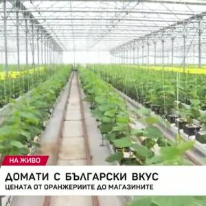 Снимка: Домати с български вкус