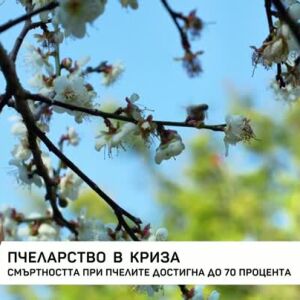 Снимка: Пчеларство в криза