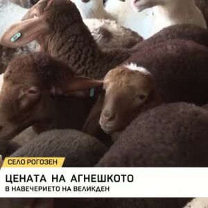 Снимка: Каква ще бъде цената на агнешкото месо за Великден?