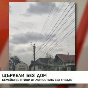Снимка: Щъркели без дом