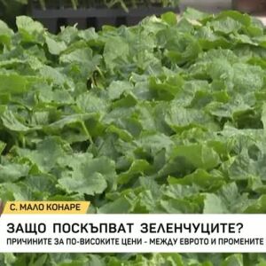 Снимка: Защо поскъпват зеленчуците?
