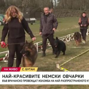 Снимка: Най-красивите немски овчарки