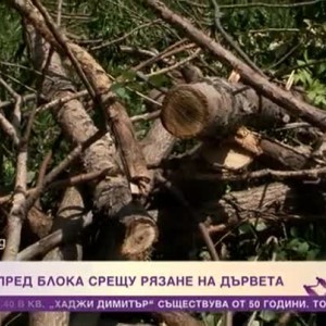 Снимка: На пост пред блока срещу рязане на дървета
