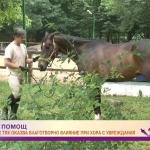 Снимка: Как конете помагат на хора с увреждания?