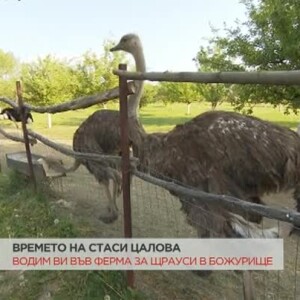 Снимка: Отиваме във ферма за щрауси