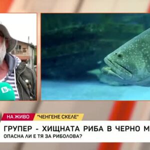 Снимка: Опасен хищник се размножава във водите на Черно море