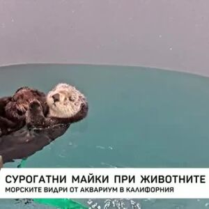 Снимка: Търсят се приемни майки за… видри