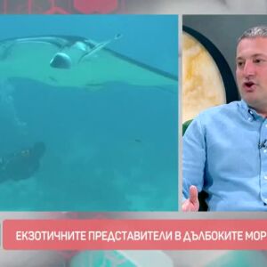 Снимка: Как изглежда най-отровното същество, което живее под водата?
