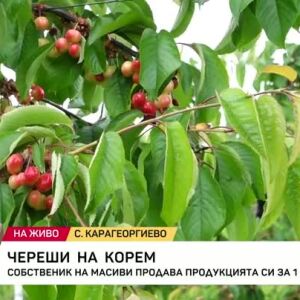 Снимка: Собственици на овощна градина с череши продават продукцията си за 1 лев на килограм