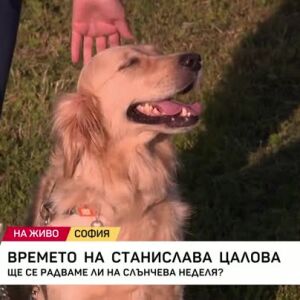 Снимка: Как да предпазим домашните любимци от кърлежи?