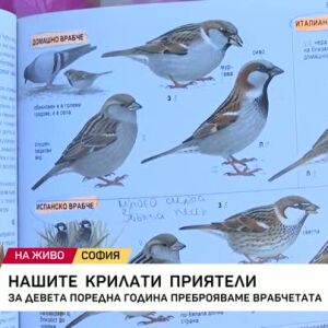 Снимка: Броим врабчетата за девета поредна година