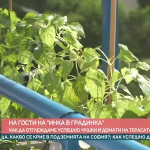 Снимка: На гости на "Инка в градинка"