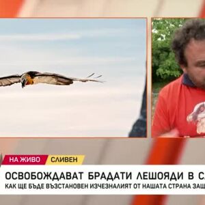 Снимка: Освобождават брадати лешояди в Сливен