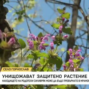 Снимка: Стотици стръкове от защитено цвете са унищожени