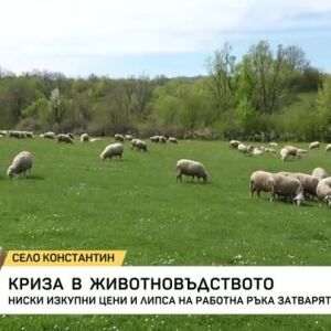 Снимка: Криза в животновъдството