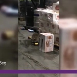 Снимка: Днес всички говорят за... пияните ракуни в Америка