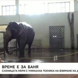 Снимка: Слоницата Мери - с уникална техника за взимане на душ