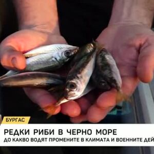 Снимка: Редки риби в Черно море