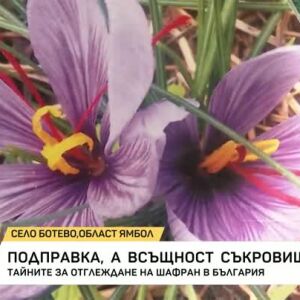 Снимка: Тайните за отглеждане на шафран в България