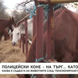Снимка: Полицейски коне - на търг... като вещи