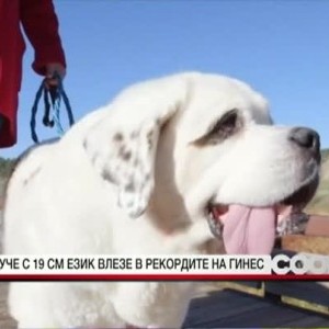 Снимка: Куче с 19 см. език влезе в рекордите на Гинес