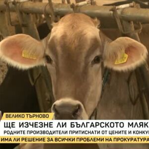 Снимка: Ще изчезне ли българското мляко?