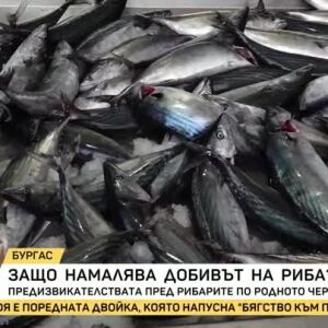 Снимка: По-слаб риболов и по-малко риба