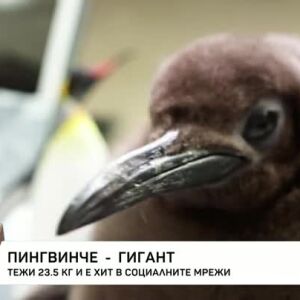 Снимка: Пингвинче гигант тежи 23,5 килограма