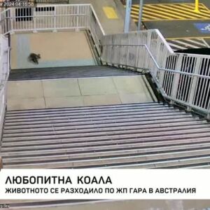 Снимка: Любопитна коала се разходи в гара в Австралия