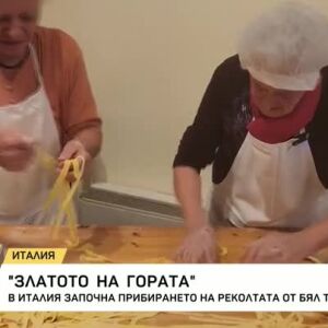 Снимка: В Италия започна прибирането на реколтата от бял трюфел