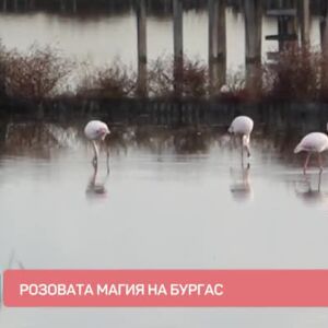 Снимка: Розовата магия на Бургас