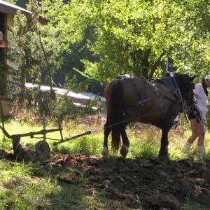 Снимка: Фермерите се учат да орат с рало, теглено от впрегатен кон